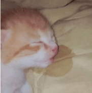 cat cat